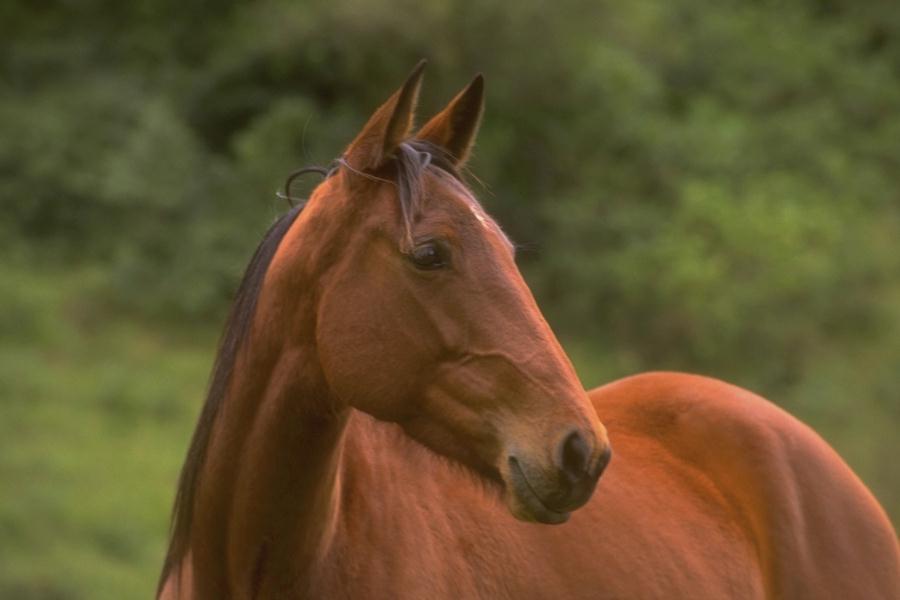 pictures of horses. Bush Is Afraid Of Horses